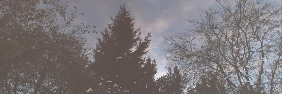 Cover image for post attentiveness, by anarosewood