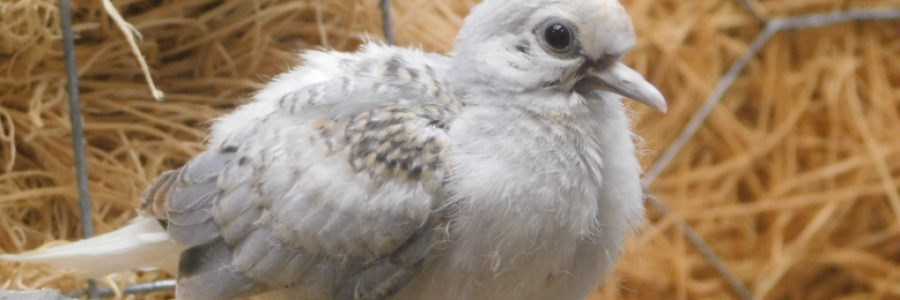 Cover image for post Changed, by LexiCon