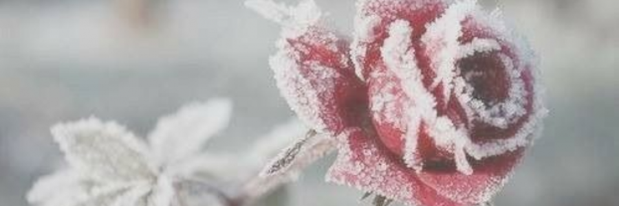 Cover image for post Winter, by sweetsilence