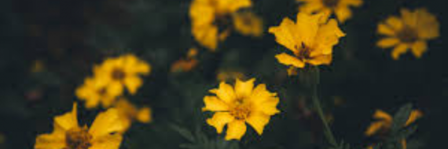 Cover image for post Naive, by sweetsilence