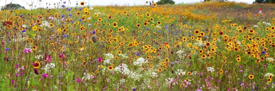 Cover image for post Wildflower, by MClarice