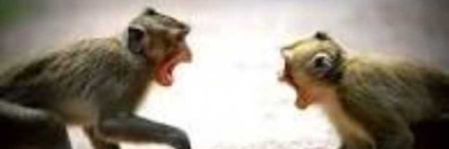 Cover image for post Man is from monkey only know?, by STBhagyalakshmi