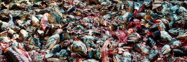 Cover image for post Rotting From the Head, by Zalya