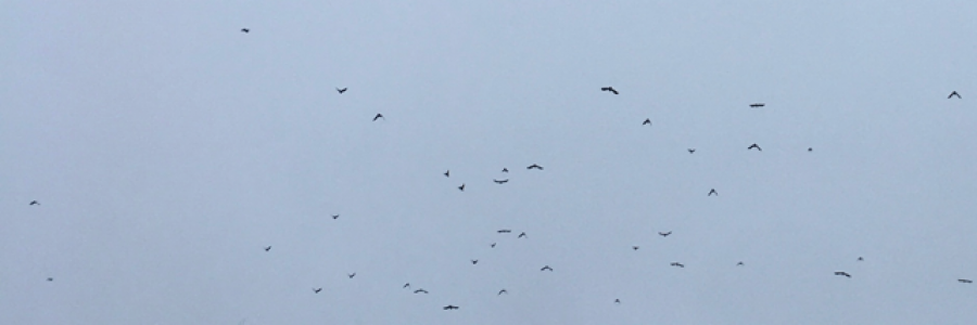 Cover image for post The Black Bird, by CircusGymGirl