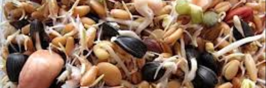 Cover image for post Embryo, by sandflea68