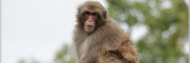 Cover image for post Monkeyshines, by JasonKorolenko