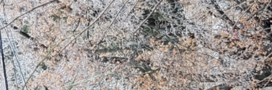 Cover image for post Bare trees, by dctezcan