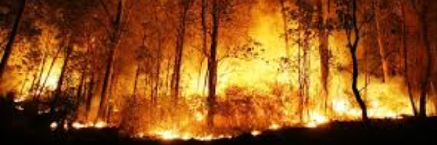 Cover image for post Firebolt, by sandflea68