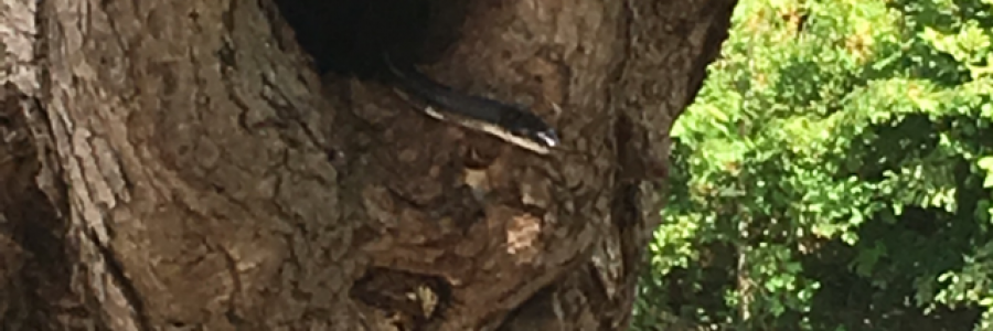 Cover image for post No to Death, by Nola60