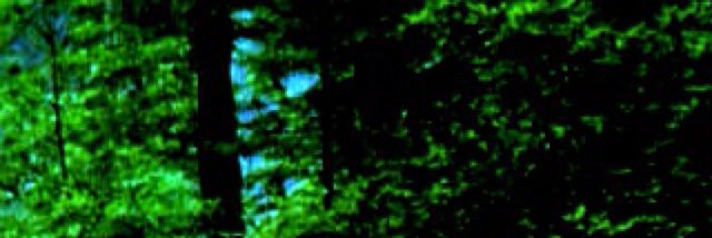 Cover image for post If I could, by Tereza