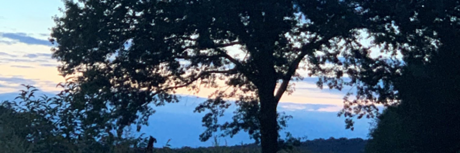 Cover image for post My Friend Henry..., by WilliamLobb