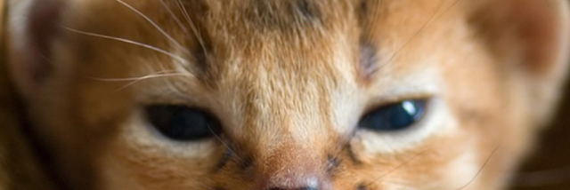 Cover image for post What is it?, by DrChainsaw