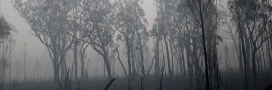 Cover image for post Devastation, by Rgolds