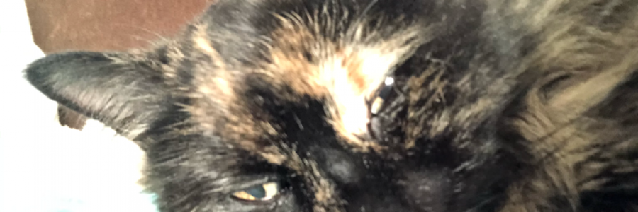 Cover image for post A Loss, by Beach_Baby