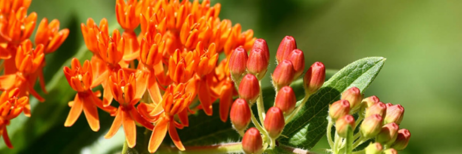 Cover image for post Day 14:  Valuable, by JCVincent