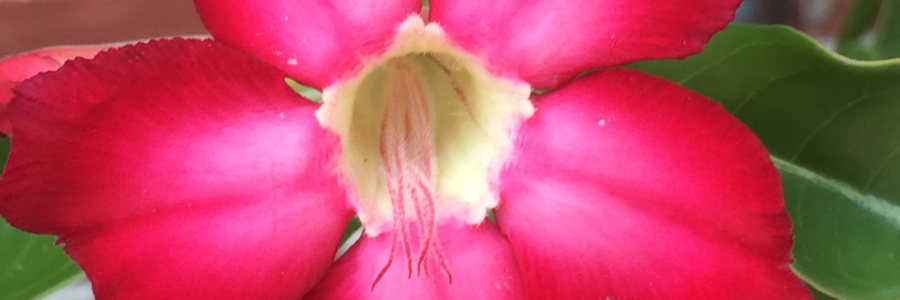 Cover image for post Day 15:  Response, by JCVincent