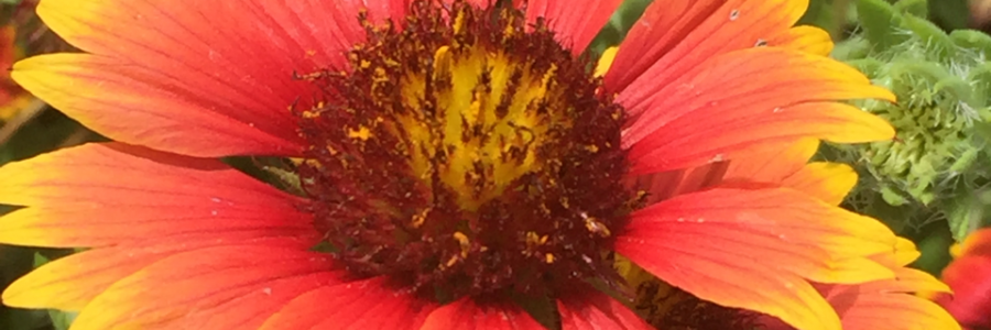 Cover image for post Day 16:  The Vibe, by JCVincent