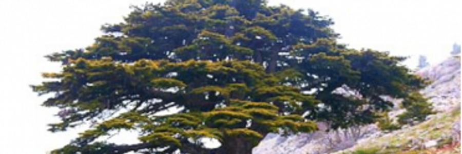 Cover image for post The Cedar Tree, by SalwaSamra