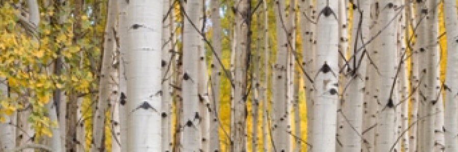 Cover image for post Still They Stand, by Mazzmyrrheyes