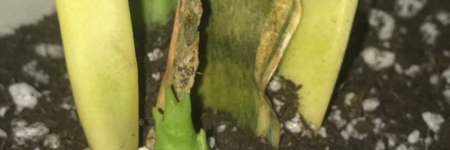 Cover image for post Trip Report: Acid, by Astralnaut