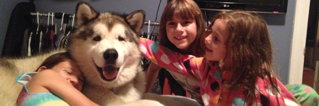 Cover image for post Dogs, by Lolly