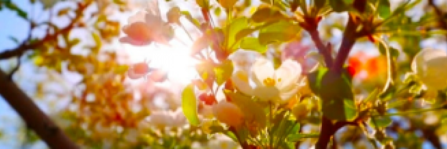 Cover image for post Sleep of honour, by FiaA