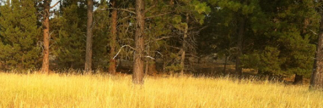 Cover image for post He stole my Heart, by PoeticVoiceamw