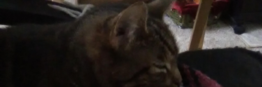 Cover image for post Ishtar the Cat Wakes Up In a Sweat, by Slack_Selassie