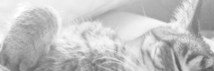 Cover image for post cat, by wabisabi