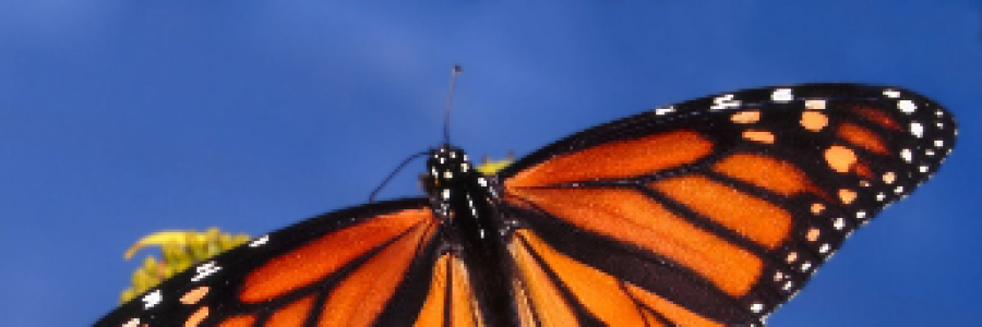 Cover image for post Intoxicating Beauty, by Mazzmyrrheyes