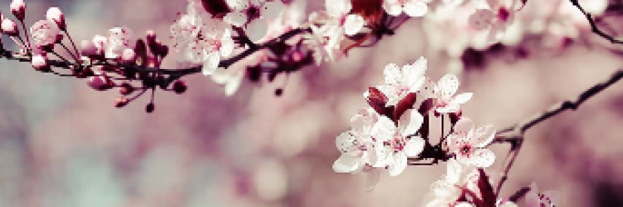 Cover image for post What is Beauty?, by TeaRise