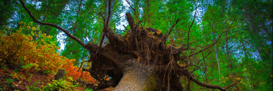 Cover image for post Dead & Dying—Trees & Dreams, by JimLamb