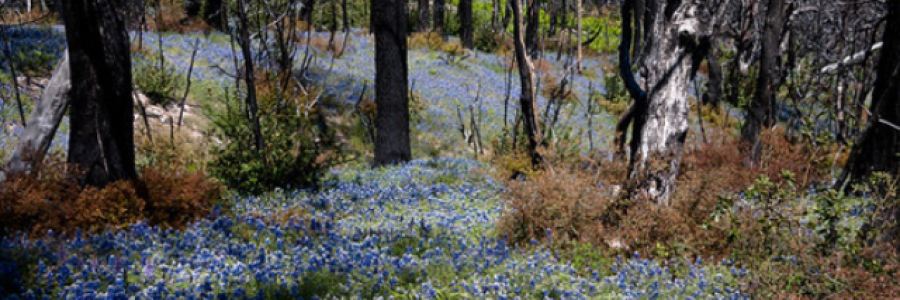 Cover image for post Fresh Ruins, by Vaear