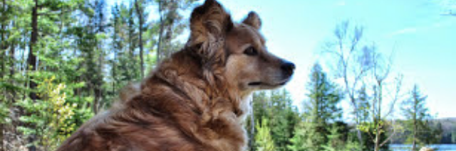 Cover image for post Angel, by Alpha