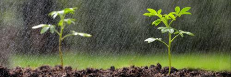 Cover image for post Let it Grow, by MClarice