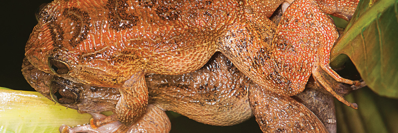 Cover image for post ...ribbit-ribbit-ribbit-ribbit-RIBBIT!, by A