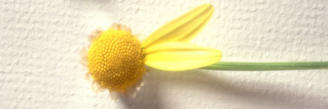 Cover image for post where reality is a nothing, by paintingflowers