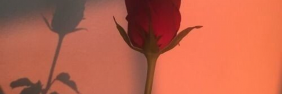 Cover image for post so can i, by laburnum