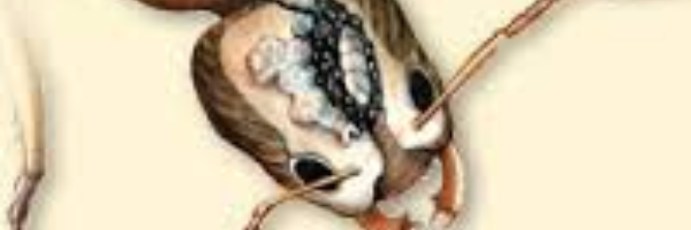 Cover image for post Quantum, by wordSwork