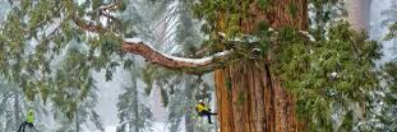 Cover image for post RedWood Tree, by wordSwork