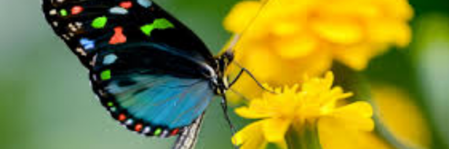 Cover image for post My Beautiful Butterfly, by kasitti1