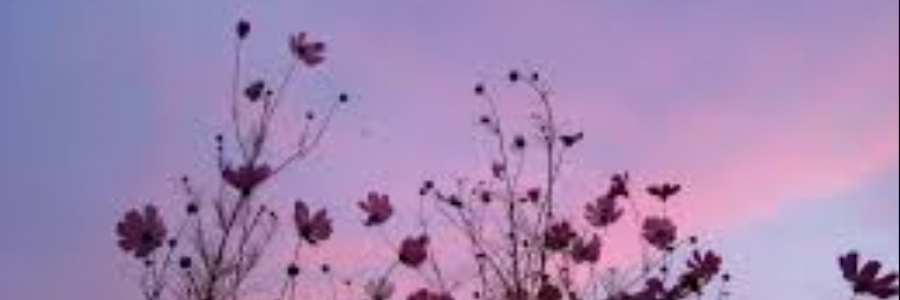 Cover image for post Lilac Skies, by _Atsin_