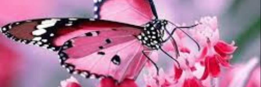 Cover image for post Found, by _Atsin_