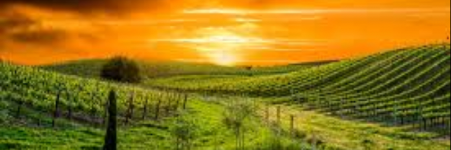 Cover image for post Summer, by _Atsin_