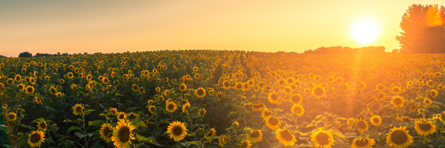 Cover image for post Sunflowers, by slnmten