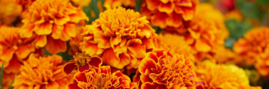 Cover image for post “Marigold”, by xJenVanx