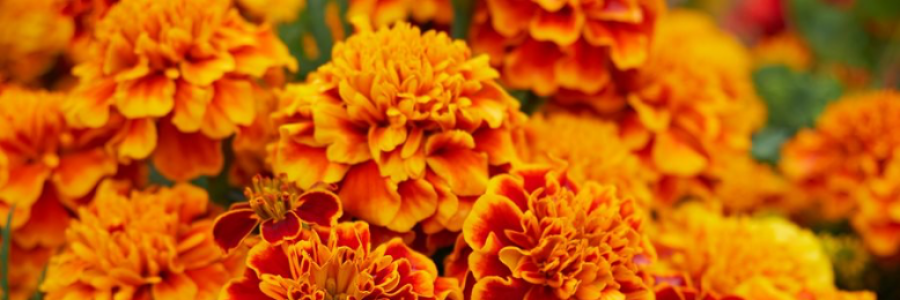 Cover image for post “Marigold”, by xJenVanx