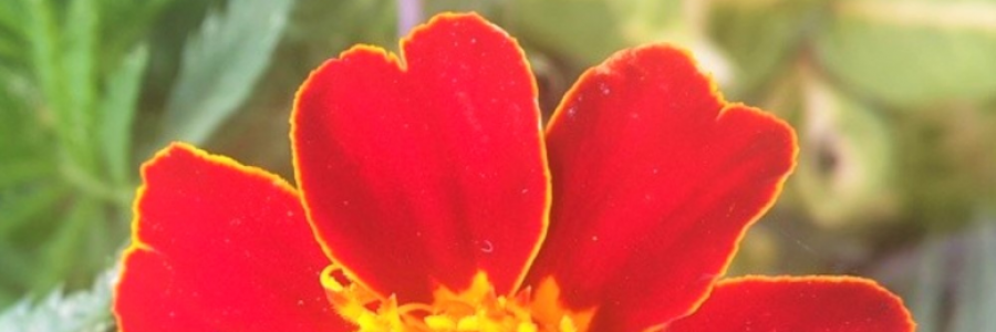 Cover image for post Lesson from Flowers, by DBH