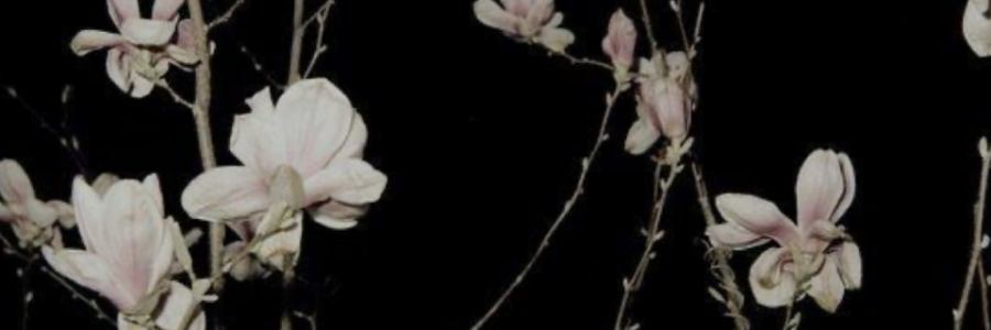 Cover image for post Soft Pain, by Mariya0325