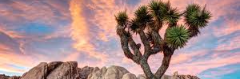 Cover image for post Joshua TreeTalk, by wordSwork